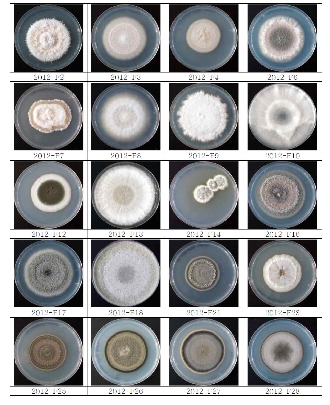 2012년 곰팡이 형태분류 결과