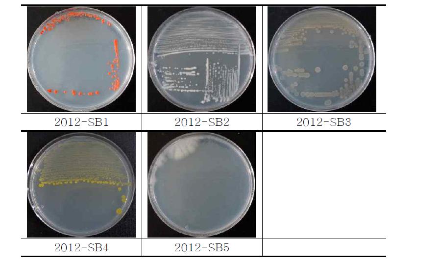 2012년 세균 형태분류 결과