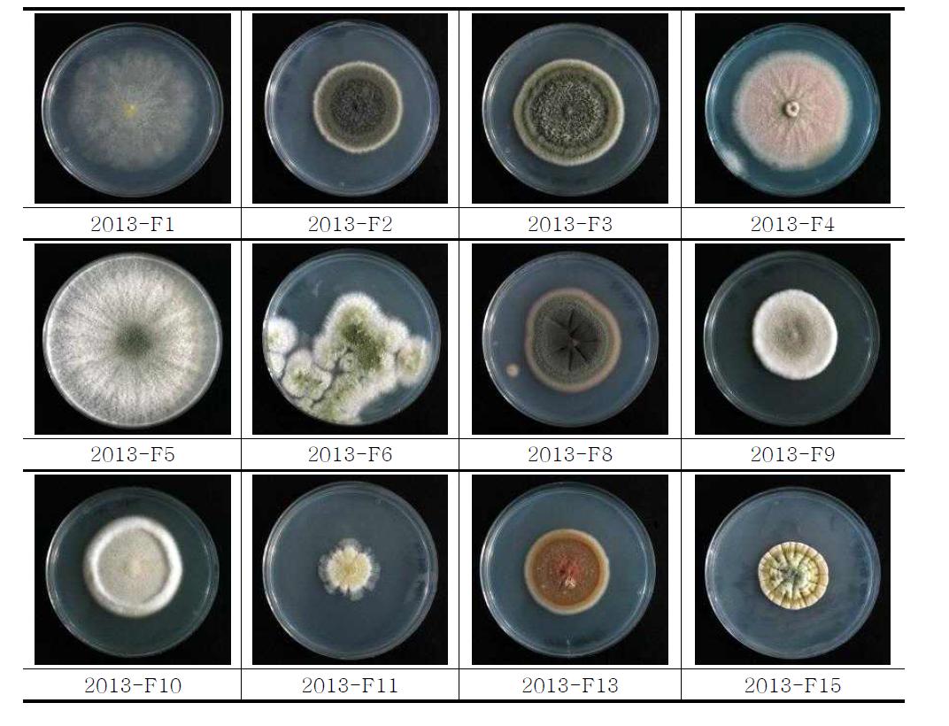 2013년 곰팡이 형태분류 결과
