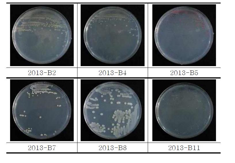 2013년 세균 형태분류 결과