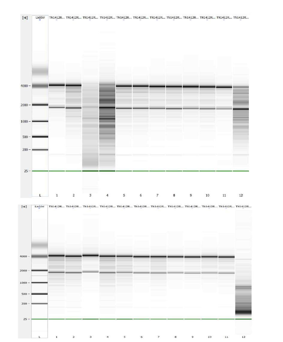 바이오애널라이저를 이용한 1차 RNA 품질 점검 결과 (Bioanalyzer QC result - 1st)