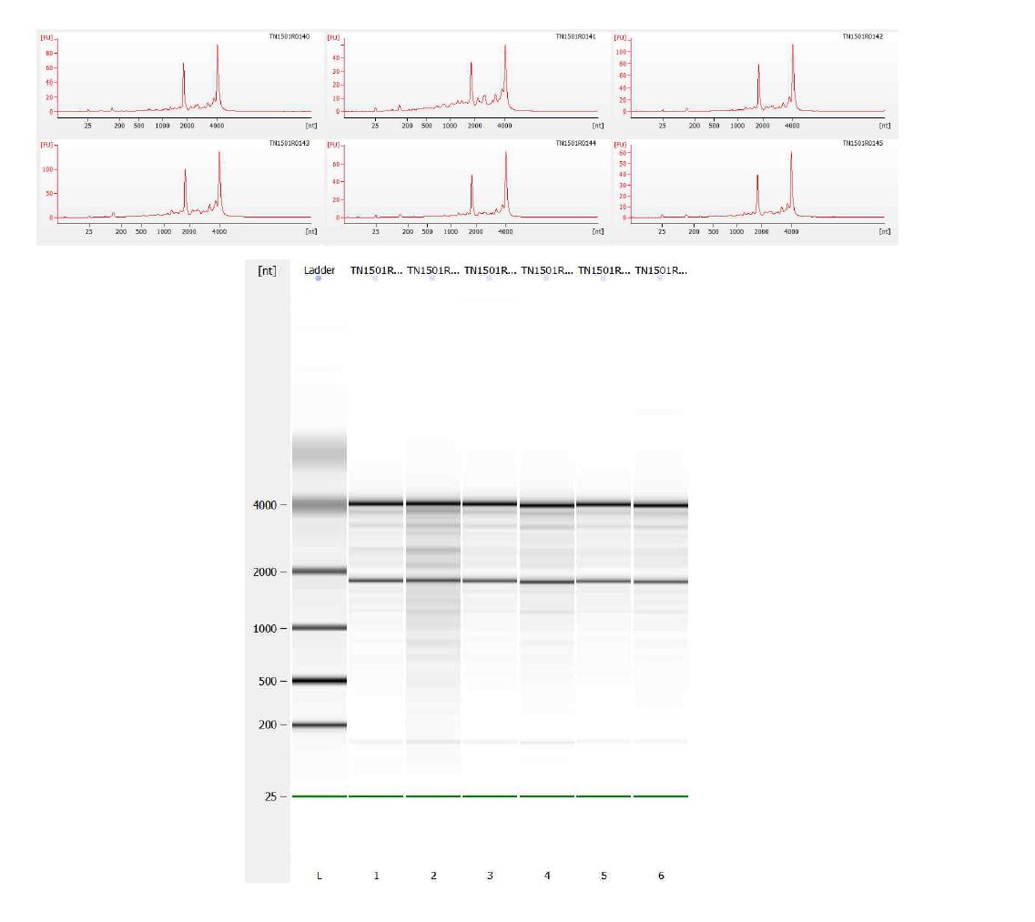 바이오애널라이저를 이용한 2차 RNA 품질 점검 결과 (Bioanalyzer QC result - 2nd)