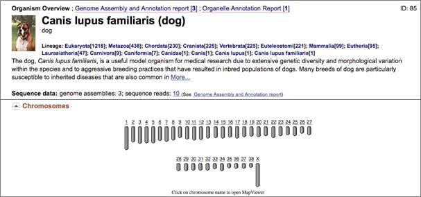 NCBI에 공개된 개 표준유전체 정보 (Dog reference genome information in NCBI)