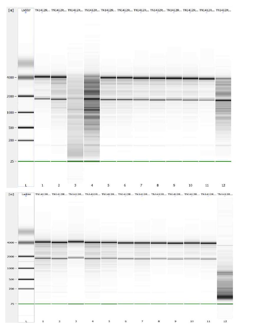 바이오애널라이저를 이용한 1차 RNA 품질 점검 결과 (Bioanalyzer QC result - 1st)