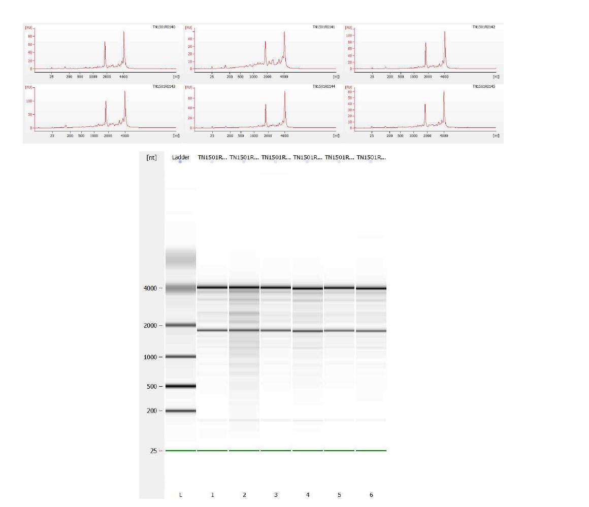 바이오애널라이저를 이용한 2차 RNA 품질 점검 결과