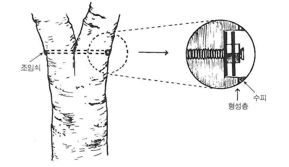 약한 가지에 쇠조임 설치요령 (Bracing method for weak branches)