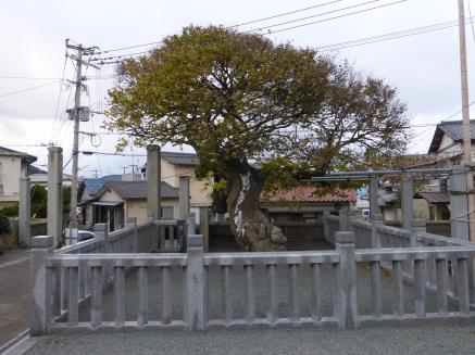 천복사 팽나무 (Hackberry of Cheonboksa temple)