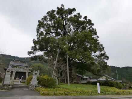 혼조 대 녹나무 – 1,900년 (Large camphor tree of Honjo)