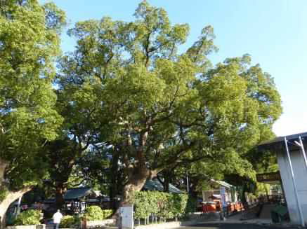 우미 하치망구 녹나무 – 1,500년 (Large camphor tree of Honjo)