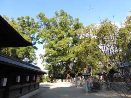 우미 하치망구 녹나무 – 2,000년 (Camphor tree of Hachimanggu, Umi)
