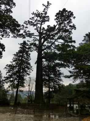 라이잔의 삼나무 (Japan cedar of Raizan)