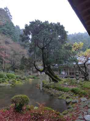 천여사 향나무 (Juniper of Cheonyeosa temple)