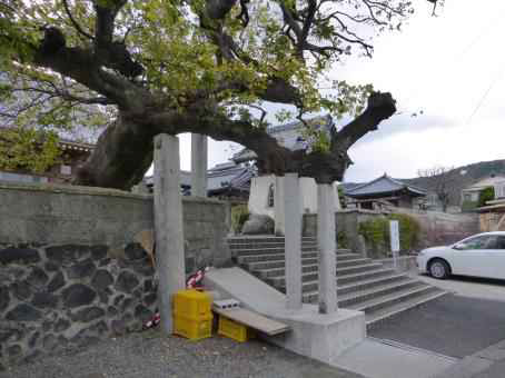 천복사 팽나무의 I형 석재 지주 (I-typed stone support of hackberry of Cheonboksa temple )