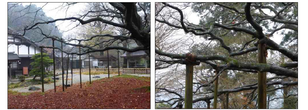 천여사 단풍나무에 설치된 T형 지주 (T-typed support installed in the maple of Cheonyeosa temple)