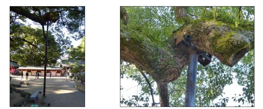 우미 하치망구 녹나무에 설치된 T형 지주 (T-type support installed in the camphor tree of Hanchimanggu, Umi)