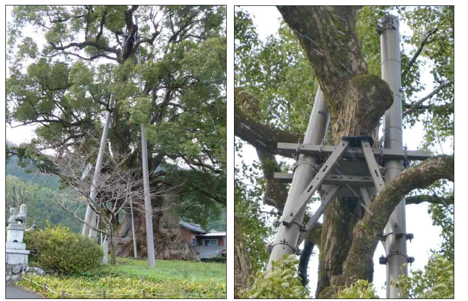 H형 지주가 설치되어 있는 혼조의 대 녹나무 (A large camphor tree of Honjo where a H-typed support was installed.)