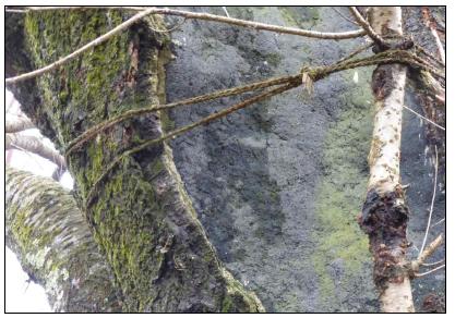 시멘트·유리섬유 몰타르로충전한 공동(A void filled by cement·glass fiber mortar)