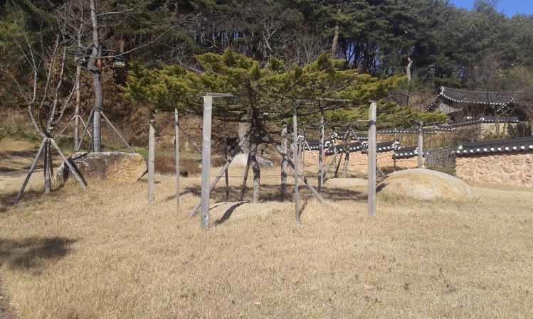 안동 와룡면의 뚝향나무 (Juniperus chinensis var. horizontalis in Waryong-myeon, Andong)