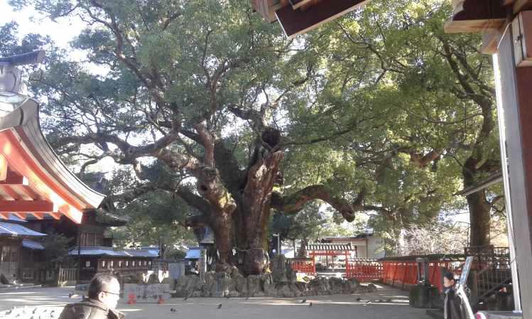 1,000년 이상이 된 노거수 (Old-tree that is more than 1,000 years old)