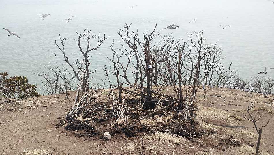 사산도에 조성된 저어새 번식지 시범구간.