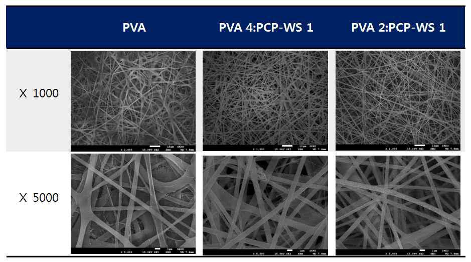 PVA와 PCP-WS 블랜드 나노파이버의 주사전자현미경 사진