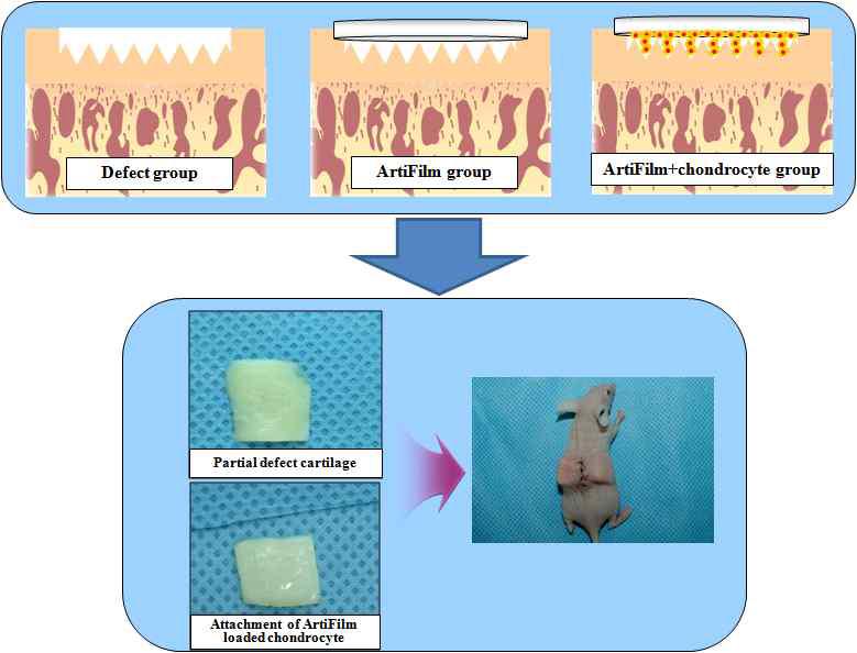 인간 연골 시편을 사용한 부분층 연골결손 동물모델을 사용한 ECM 기반 생체막의 연골 재생 효과 평가 개요