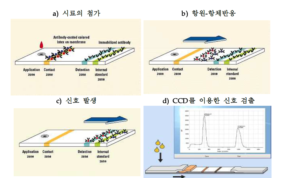 면역크로마토그라피법을 이용한 신호 검출과정