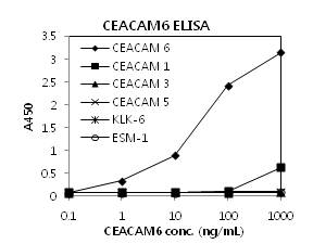 CEACAM-6 Clone A06의 교차반응 분석