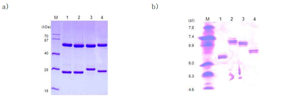 Images of SDS-PAGE and IEF. a): SDS PAGE image, b) IEF image, M: Marker, 1: Control mouse antibody, 2: Mouse anti-KLK-6 Clone H10, 3: Mouse anti-CEACAM-6 Clone A06, 4: Mouse anti-ESM-1 Clone C09