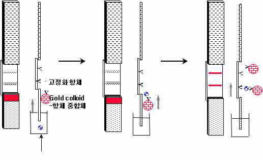 면역크로마토그라피법의 분석원리