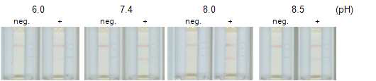 ESM-1 분석시스템의 고정화 pH 최적화 시험
