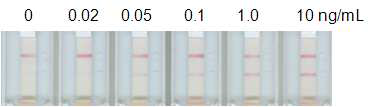 ESM-1 분석 kit의 분석 가능농도 정성 분석확인