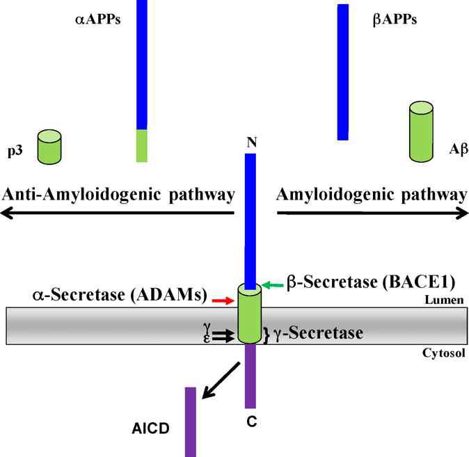 Processing of APP. Proteolytic processing of APP occurs by two alternative pathways