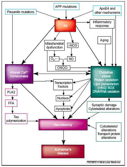 Amyloid β peptide-induced neurotoxicity in Alzheimer’s disease