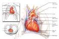 심장의 해부학적 위치