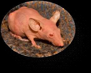 Hairless mouse