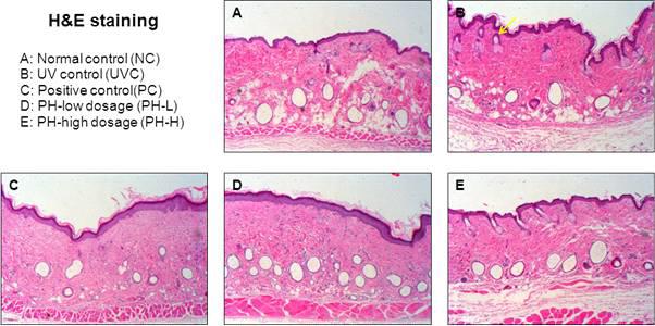 Light micrographs of cells stained with hematoxylin&eosin (H&E).