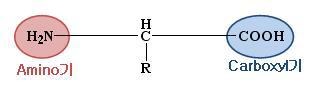 아미노산의 기본구조