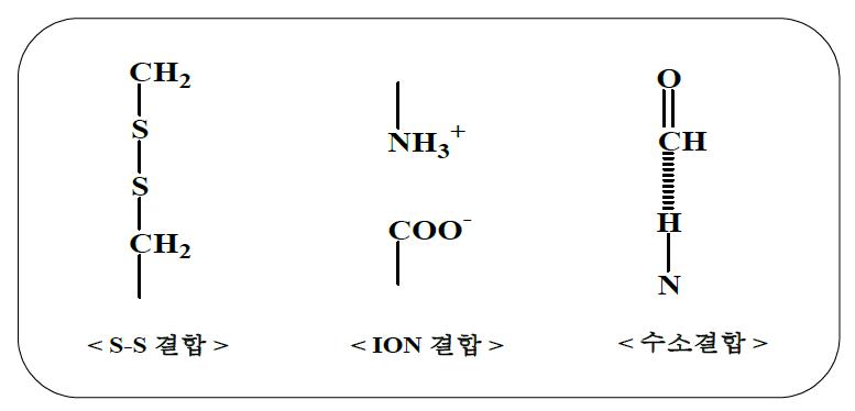 peptide chain의 결합 형태