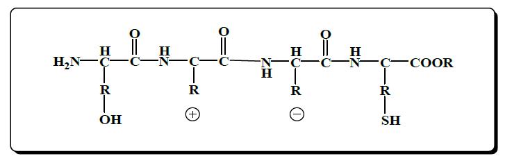 Poly peptide chain