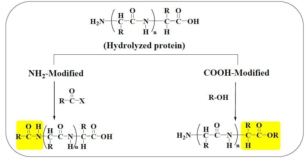 회수 단백질 가수 분해물의 화학적 변형 연구