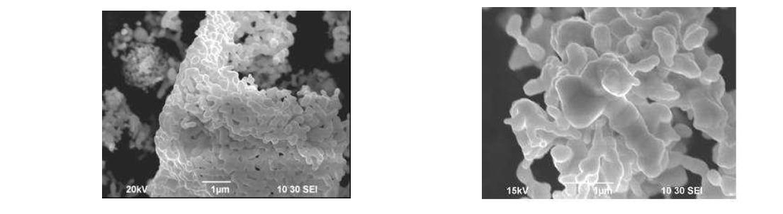 FFC 공정에 의해서 전해 환원된 Ta 분말의 SEM 사진
