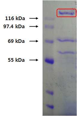 GTase 조효소액의 SDS-PAGE