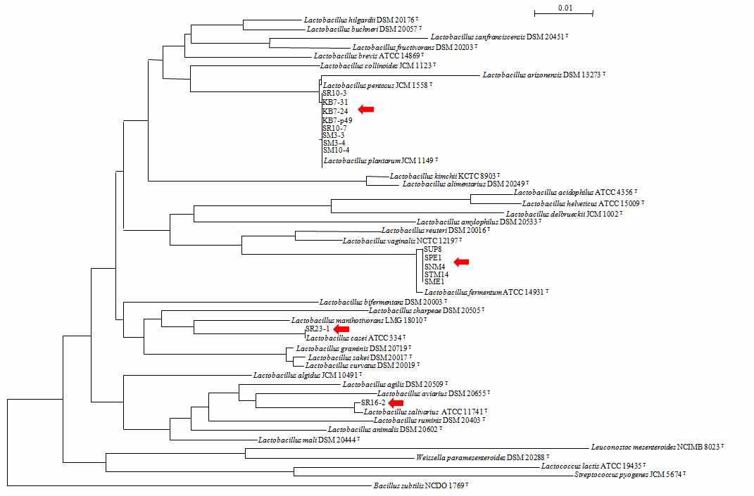 Lactobacillus 속 분리균주의 분자계통학적 관계