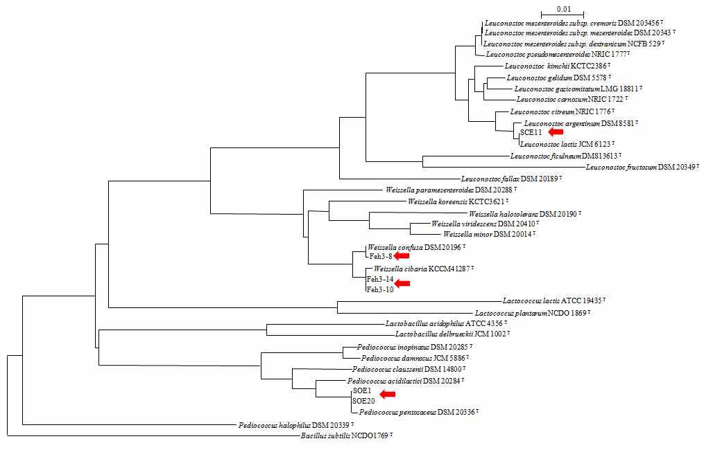 Leuconostoc 속 분리균주, Weissella 속 분리균주, Pediococcus 속 분리균주의 분자계통학