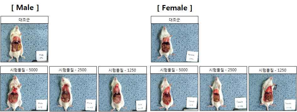 암수 ICR 마우스 부검 후 주요 내부 장기의 육안상 소견