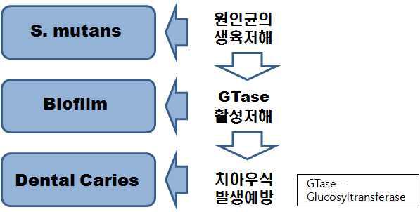 개발 제품의 항우식 작용 모식도