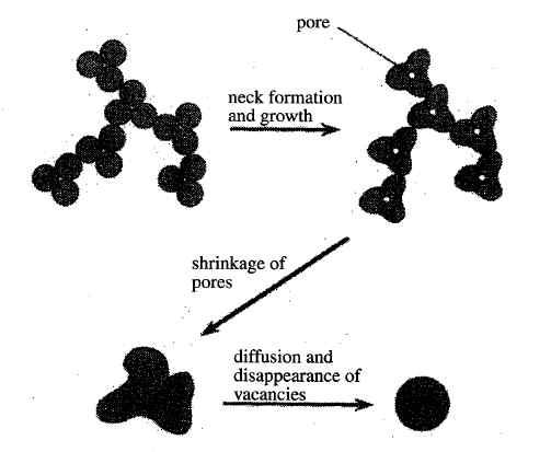 Sintering of multiple primary particles(42).