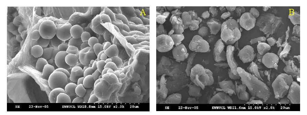 인삼 조직의 현미경 사진(A)과 초미세화 후 현미경 사진(B)