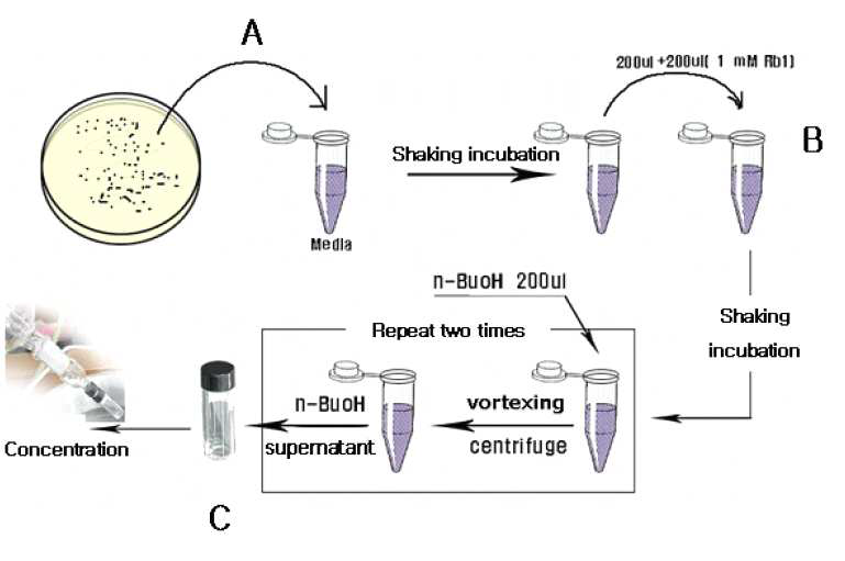Scheme of reaction experiment for conversion of ginsenoside Rb1 by lactic acid bacteria. A; Culture of single colony in the MRS suspension medium, B; Reaction with ginsenoside Rb1 and lactic acid bacteria, C; Isolation of saponin by butanol solution and concentration.